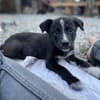 SAMIA, hübsche, kleine Persönlichkeit sucht
