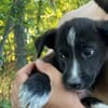 SAMIA, hübsche, kleine Persönlichkeit sucht