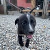 SAMIA, hübsche, kleine Persönlichkeit sucht