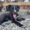 SAMIA, hübsche, kleine Persönlichkeit sucht