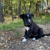 SAMIA, hübsche, kleine Persönlichkeit sucht