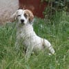 Milo - kuschliges Körbchen gesucht