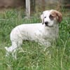 Milo - kuschliges Körbchen gesucht