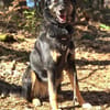 Lille - wundervolle Hundedame