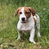 Maya - Körbchen voll Liebe gesucht