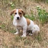 Maya - Körbchen voll Liebe gesucht