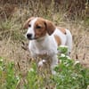 Maya - Körbchen voll Liebe gesucht