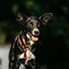 Ruhige Lucy sucht ihre Menschen