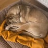 🌞Sonnenschein Shiera - was braucht man mehr im Leben?!