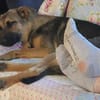 Leilli, Zuckerschnute sucht Körbchen