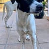 Welpe Winnie, wird ca. 45/50 cm hoch