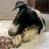 Welpe Winnie, wird ca. 45/50 cm hoch