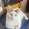 Kessy, süßes Katzenfräulein sucht Anschluß
