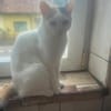 Kessy, süßes Katzenfräulein sucht Anschluß