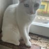 Kessy, süßes Katzenfräulein sucht Anschluß