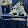Iris, freundlich, aufgeschlossen, verspielt