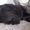 Lola auf Pflegestelle in 66740 Saarlouis