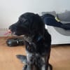 Lola auf Pflegestelle in 66740 Saarlouis