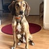 Cookie - kleine Spürnase sucht Zuhause