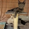 MISTIGRI (en cours d'adoption)