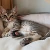 TIGROU