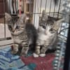 BIRK et BABOUCHE