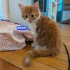 MARDI À ADOPTER AVEC UN COPAIN CHAT PRÉSENT CHEZ VOUS