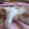 MARDI À ADOPTER AVEC UN COPAIN CHAT PRÉSENT CHEZ VOUS