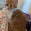 MARDI À ADOPTER AVEC UN COPAIN CHAT PRÉSENT CHEZ VOUS