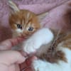 MARDI À ADOPTER AVEC UN COPAIN CHAT PRÉSENT CHEZ VOUS