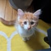 MARDI À ADOPTER AVEC UN COPAIN CHAT PRÉSENT CHEZ VOUS