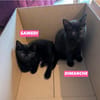 SAMEDI ET DIMANCHE À ADOPTER EN DUO