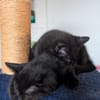 SAMEDI ET DIMANCHE À ADOPTER EN DUO