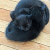 SAMEDI ET DIMANCHE À ADOPTER EN DUO