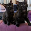 SAMEDI ET DIMANCHE À ADOPTER EN DUO