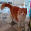 Féline