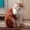 Féline