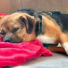 Oliver - einfach nur zum lieb haben