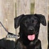 KÖNIG
