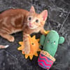 Frank sucht Dich