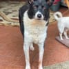 Ruhige liebe Luna sucht Sofaplatz