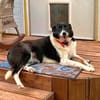 Ruhige liebe Luna sucht Sofaplatz