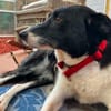 Ruhige liebe Luna sucht Sofaplatz