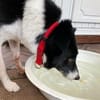 Ruhige liebe Luna sucht Sofaplatz