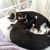 Lipici & Sissi 2 kleine Maskenkatzen
