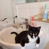 Lipici & Sissi 2 kleine Maskenkatzen