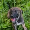 SILAS  Kleiner Entdecker sucht seine Familie