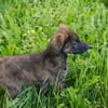 SILAS  Kleiner Entdecker sucht seine Familie