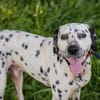 Apollo  wunderschöner, junger Dalmatiner sucht ein neues Zu