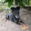 REENA  Kleine Kämpferin mit großem Herzen sucht ihr Zuhause